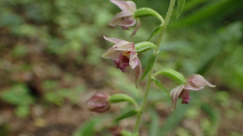 Dark red helleborine (Epipactis atrorubens)
