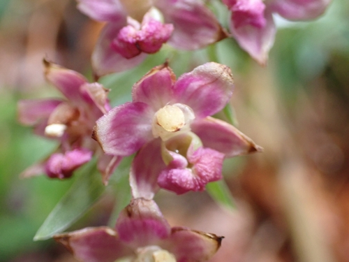 Dark red helleborine (Epipactis atrorubens)