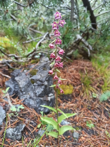 Dark red helleborine (Epipactis atrorubens)