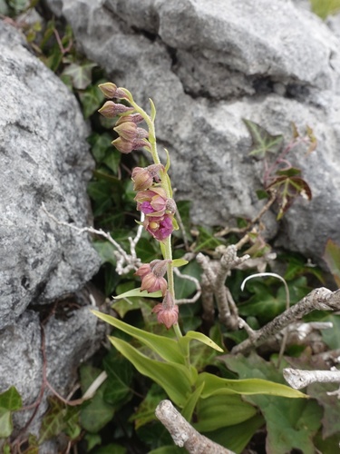 Dark red helleborine (Epipactis atrorubens)