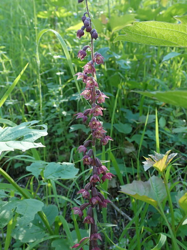 Dark red helleborine (Epipactis atrorubens)