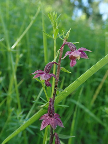 Dark red helleborine (Epipactis atrorubens)