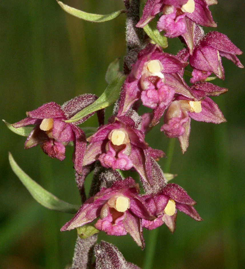 Dark red helleborine (Epipactis atrorubens)