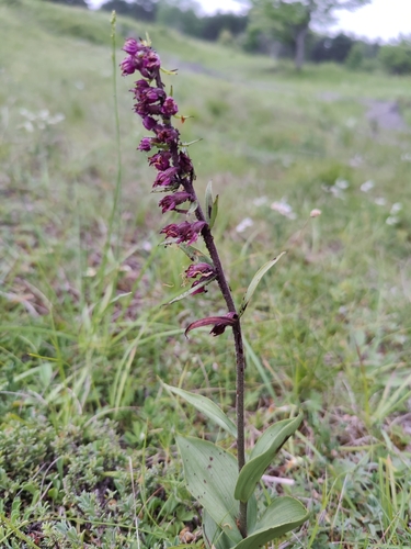 Dark red helleborine (Epipactis atrorubens)