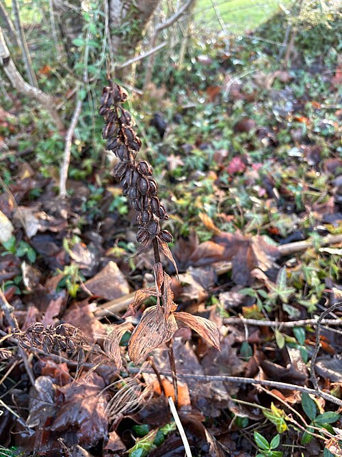 Broad-leaved helleborine: Epipactis helleborine — Field observation from Denmark. Collected by Lars Hoppe (2026-01-01). Recorded in GBIF occurrence 5956002089 .