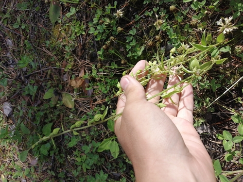 Broad-leaved helleborine (Epipactis helleborine)