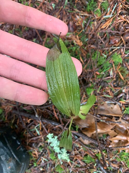 Broad-leaved helleborine: Epipactis helleborine — Field observation from North Cowichan, BC, CA, Canada. Collected by Liam Steele (2026-01-03). Recorded in GBIF occurrence 5938072469 .