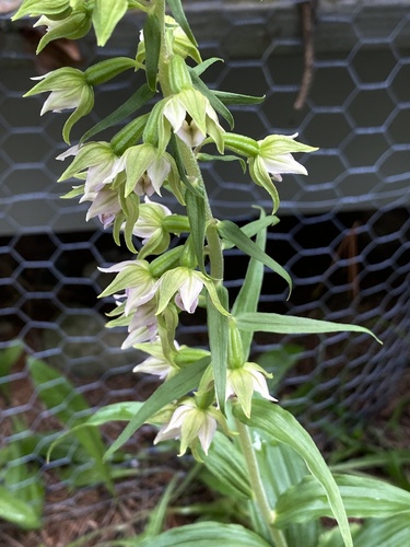 Broad-leaved helleborine (Epipactis helleborine)