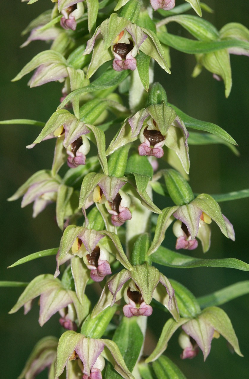 Broad-leaved helleborine (Epipactis helleborine)