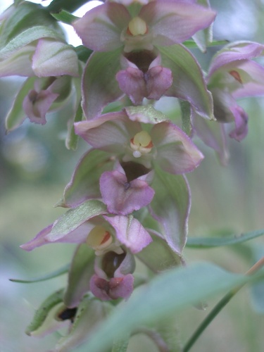 Broad-leaved helleborine (Epipactis helleborine)
