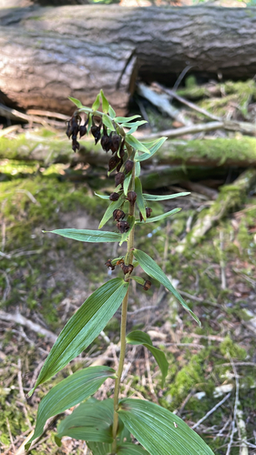 Broad-leaved helleborine (Epipactis helleborine)