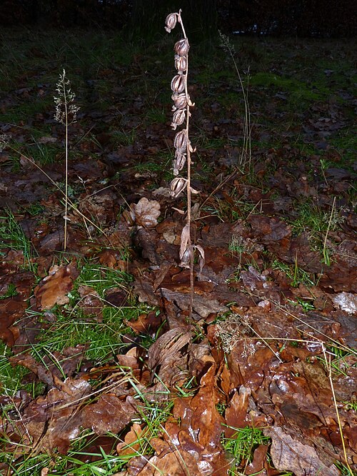 Broad-leaved helleborine: Epipactis helleborine — Field observation from Denmark. Collected by Morten Kofoed-Hansen (2026-01-01). Recorded in GBIF occurrence 5955999393 .