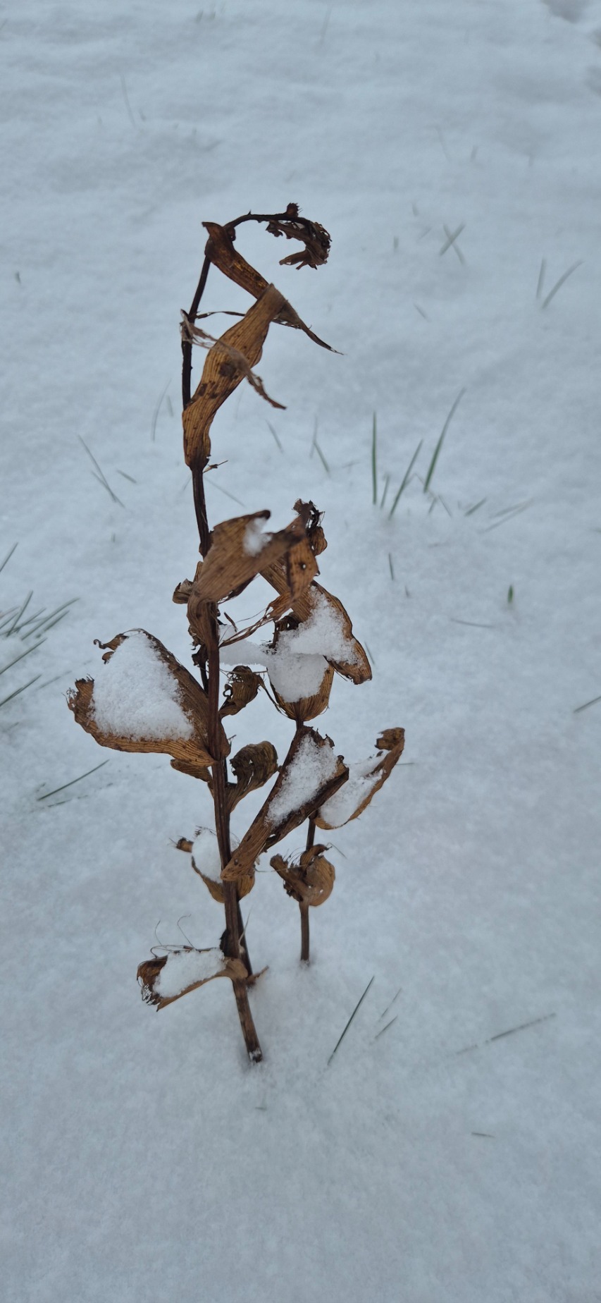 Broad-leaved helleborine: Epipactis helleborine — Field observation from Denmark. Collected by Claus Lindskov Møller (2026-01-06). Recorded in GBIF occurrence 5956000009 .