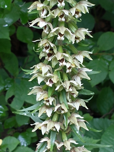 Broad-leaved helleborine (Epipactis helleborine)