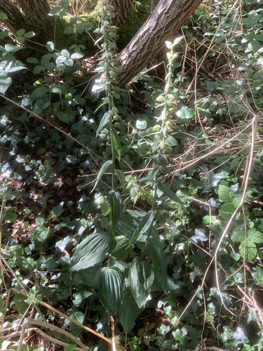 Broad-leaved helleborine (Epipactis helleborine)