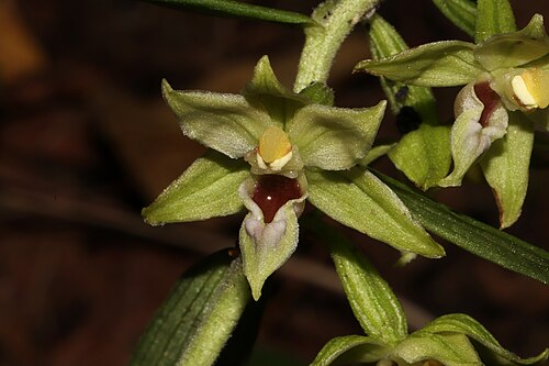 Narrow-lipped helleborine: Familia: Orchidaceae Juss. Species: Epipactis leptochila (Godfery) Godfery Original publication details: J. Bot. 59: 146 (1921). Synonyms: Epipactis cleistogama