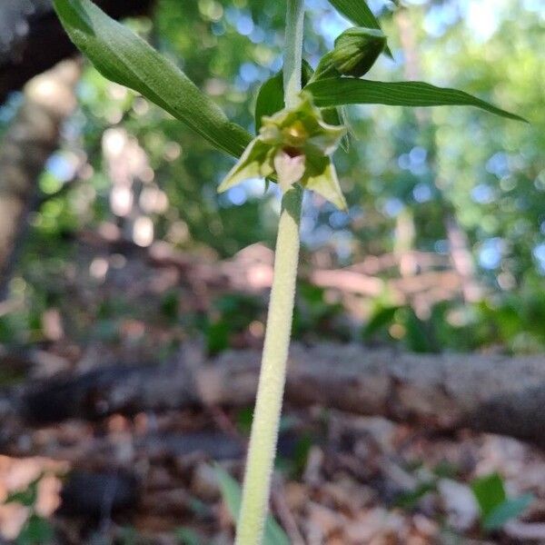 Narrow-lipped helleborine (Epipactis leptochila)