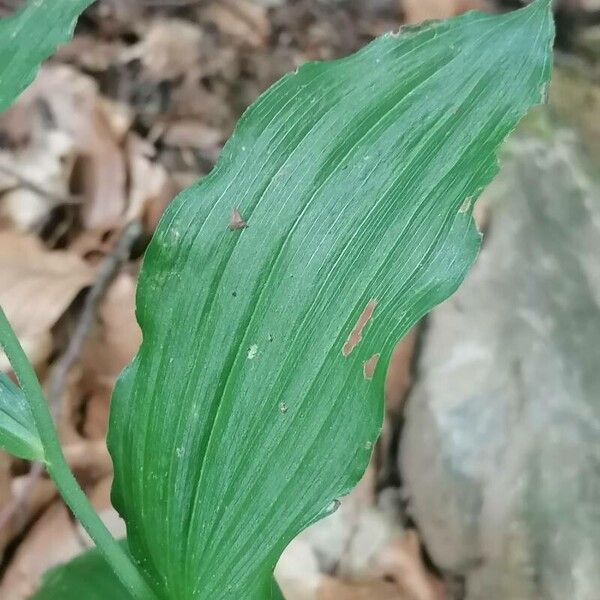 Narrow-lipped helleborine (Epipactis leptochila)