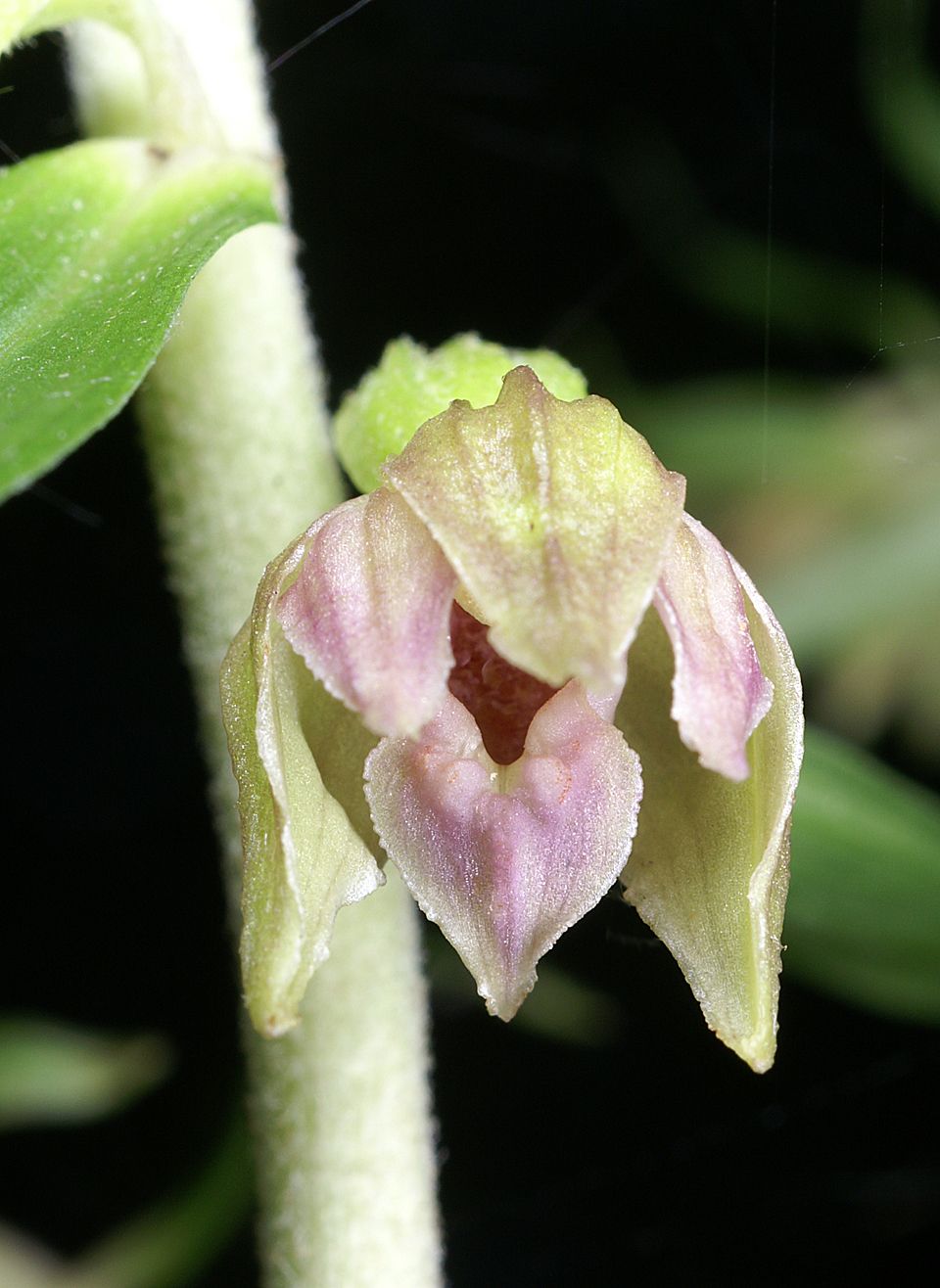 Narrow-lipped helleborine: Epipactis leptochila - flower