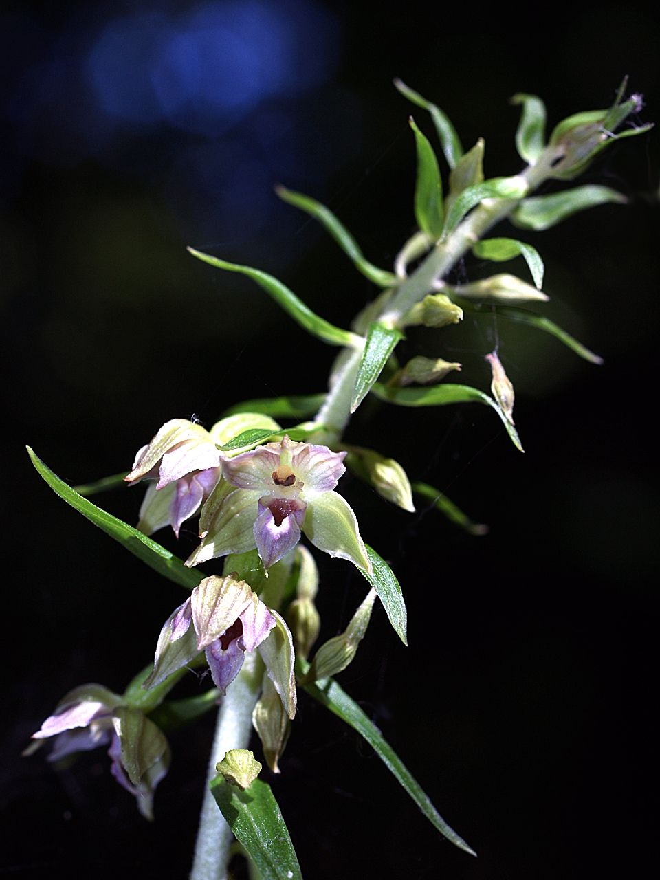 Narrow-lipped helleborine: Epipactis leptochila - flowers