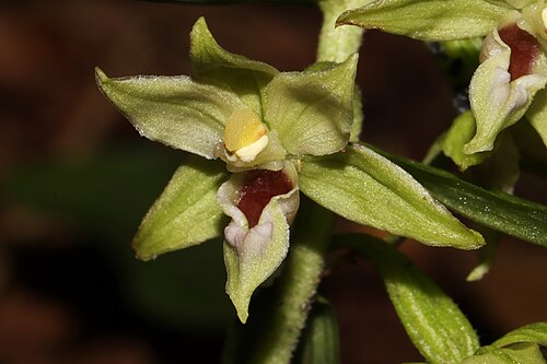 Narrow-lipped helleborine: Familia: Orchidaceae Juss. Species: Epipactis leptochila (Godfery) Godfery Original publication details: J. Bot. 59: 146 (1921). Synonyms: Epipactis cleistogama