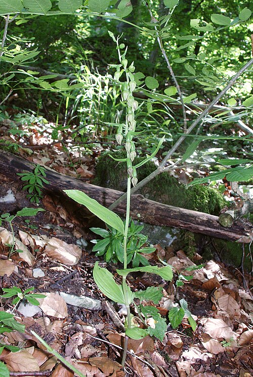 Narrow-lipped helleborine: Epipactlis leptochila , Hohenlohe, Germany