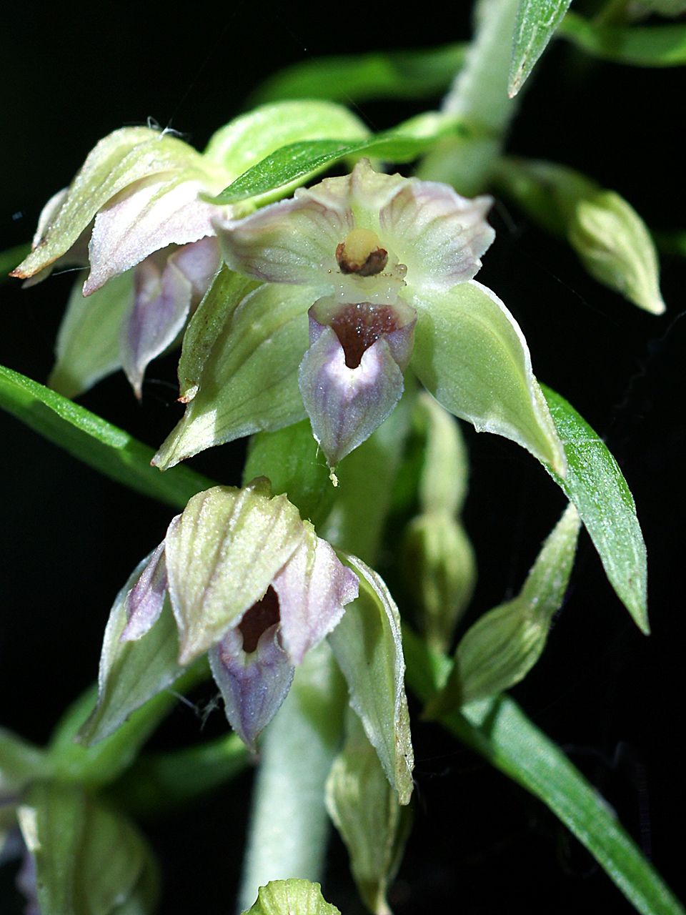Narrow-lipped helleborine: Epipactis leptochila - flowers