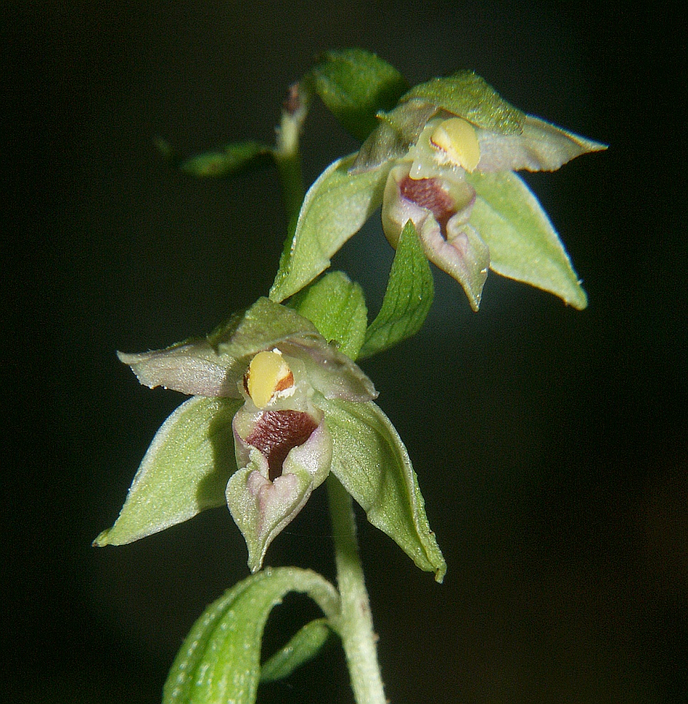Narrow-lipped helleborine: Epipactis leptochila subsp. leptochila , Hohenlohe, Germany