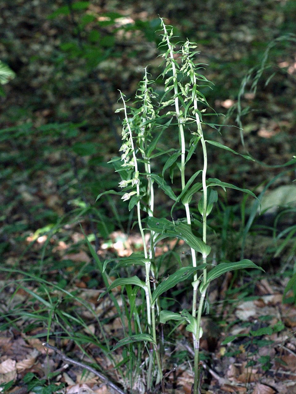 Narrow-lipped helleborine: Epipactis leptochila - plants