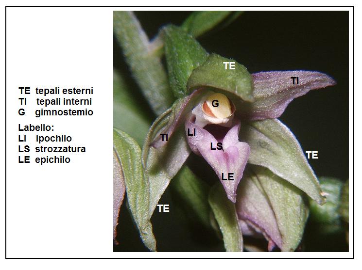 Narrow-lipped helleborine: Epipactis leptochila
