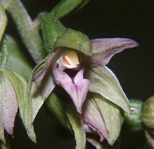 Narrow-lipped helleborine: Epipactlis leptochila , Hohenlohe, Germany