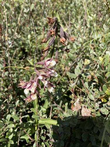 Marsh helleborine (Epipactis palustris)