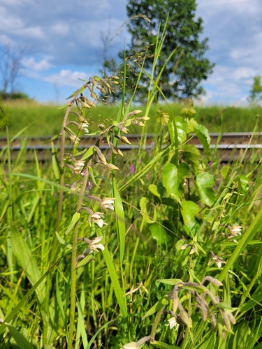 Marsh helleborine (Epipactis palustris)