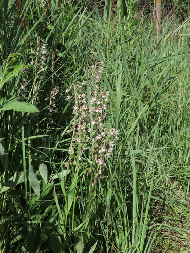 Marsh helleborine (Epipactis palustris)