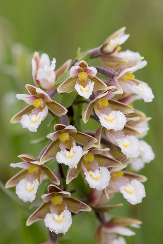 Marsh helleborine (Epipactis palustris)