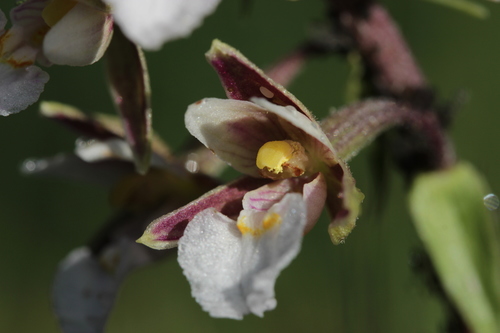 Marsh helleborine (Epipactis palustris)