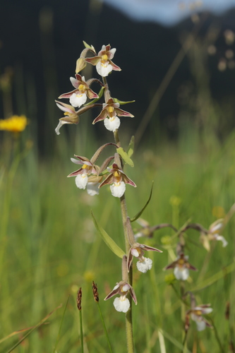 Marsh helleborine (Epipactis palustris)