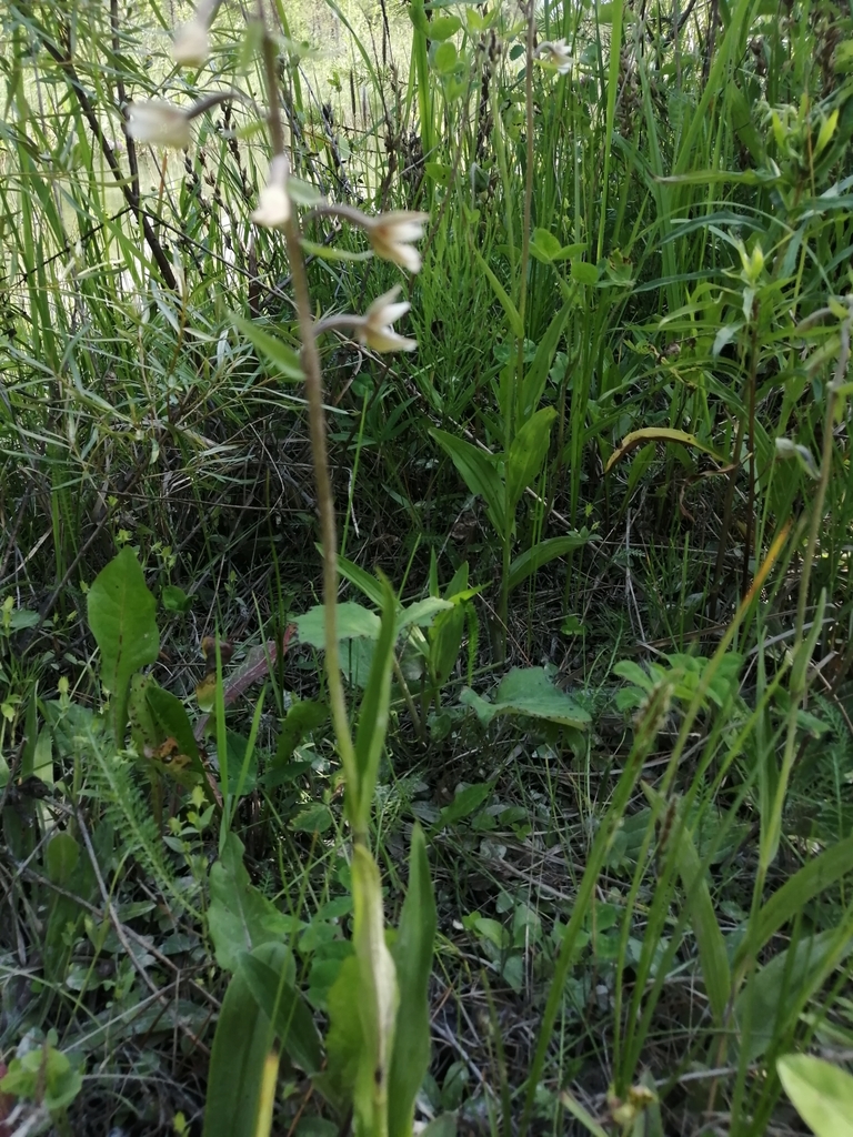 Marsh helleborine (Epipactis palustris)