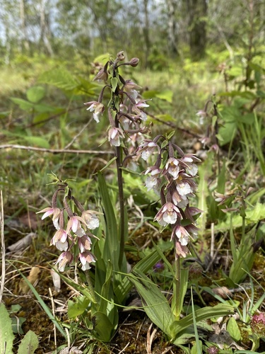 Marsh helleborine (Epipactis palustris)