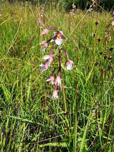 Marsh helleborine (Epipactis palustris)