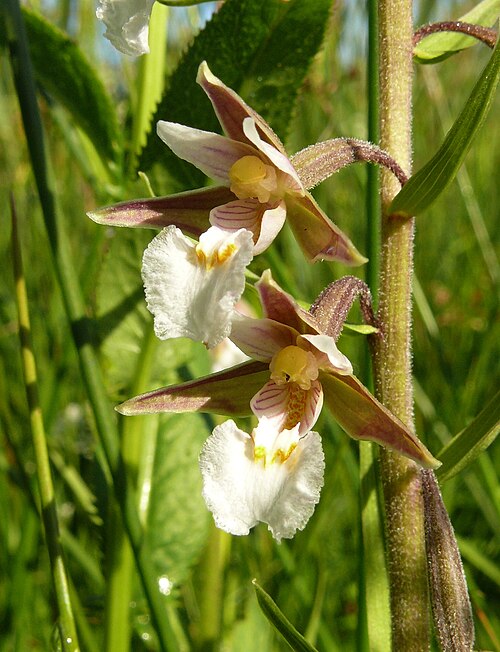 Marsh helleborine: Epipactis palustris , Virngrund, Germany