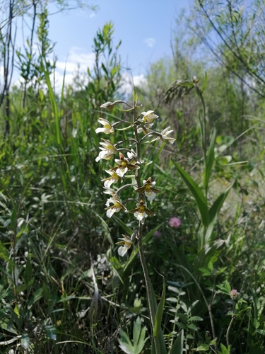 Marsh helleborine (Epipactis palustris)
