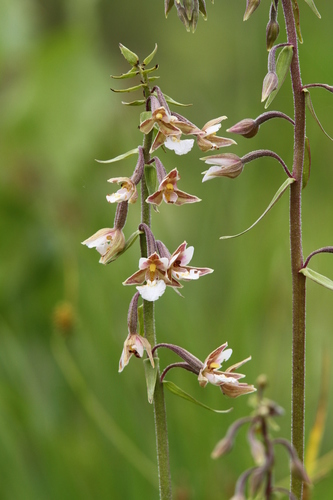 Marsh helleborine (Epipactis palustris)