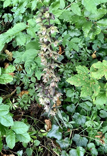 Violet helleborine (Epipactis purpurata)