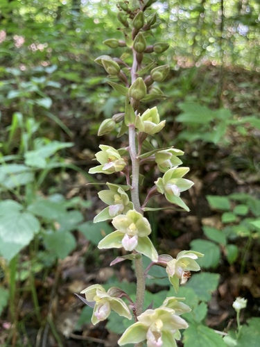 Violet helleborine (Epipactis purpurata)