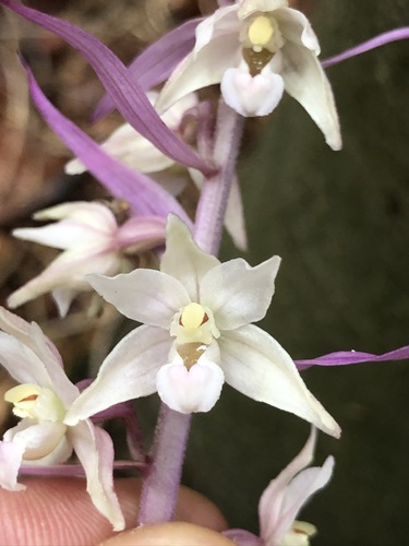 Violet helleborine (Epipactis purpurata)