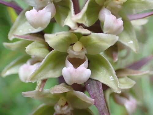 Violet helleborine (Epipactis purpurata)