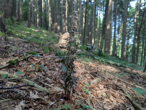 Violet helleborine (Epipactis purpurata)