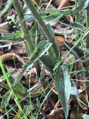Violet helleborine (Epipactis purpurata)