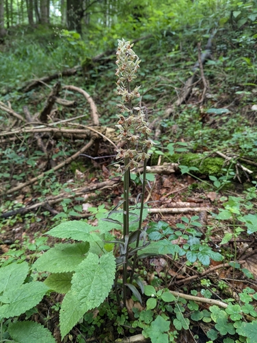 Violet helleborine (Epipactis purpurata)